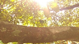 綠色,景觀,葉子