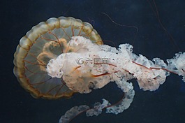 水母,軟體動(dòng)物,熒光