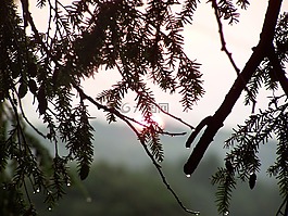 太陽,樹,雨點