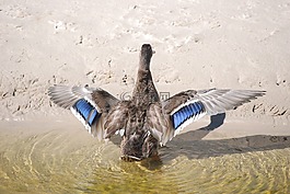 鴨,野鴨,鳥(niǎo)