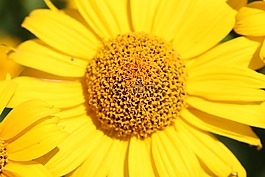 花,關(guān)閉,開花