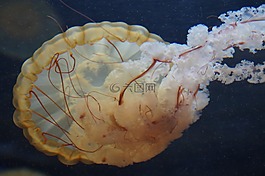 水母,軟體動(dòng)物,熒光