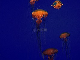 海蜇,果凍,藍(lán)色