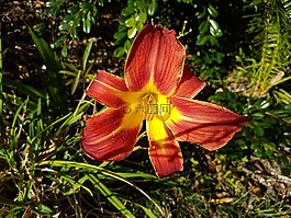 花,日礼来公司,美丽