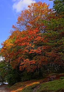 秋天的心情,树,金色的秋天