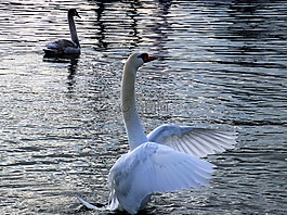 鳥(niǎo),湖,水