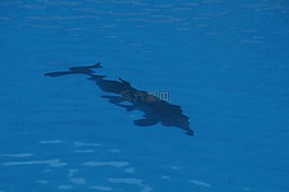 海豚,寬吻海豚,海洋哺乳動(dòng)物