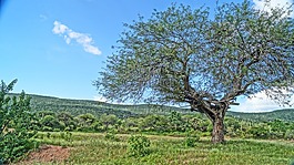 樹,性質(zhì),天空