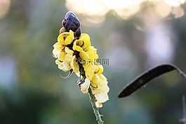 花,黃色,植物