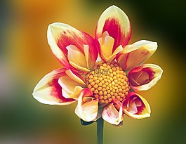 夏季,開(kāi)花,黃色