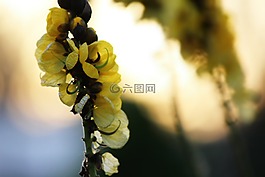 花,黃色,自然