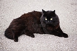 貓,動物,哺乳動物