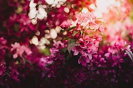 盛開,開花,植物區(qū)系