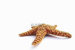 海星,干,装饰