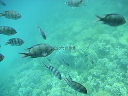 假期,埃及,海