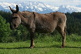 驢,動物,高山
