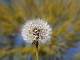 植物區(qū)系,自然,花