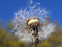 蒲公英,自然,植物區(qū)系