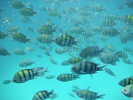 假期,埃及,海