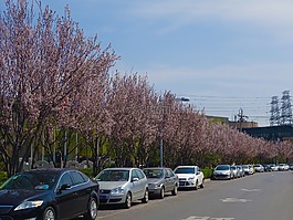 櫻花,馬路,汽車