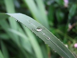 草,葉子,草葉