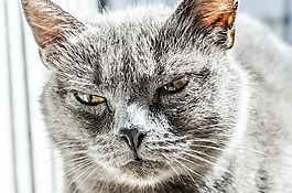 猫,愤怒,不快乐