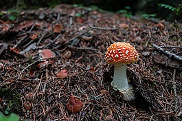 蘑菇,飛木耳,紅色飛木耳香菇