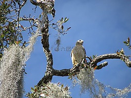 野生動(dòng)物,鳥,佛羅里達(dá)