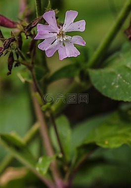 花,野花,自然