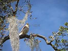鷹,鳥,自然