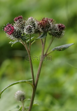 花,野花,自然