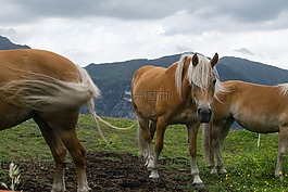 haflinger,馬,草案馬