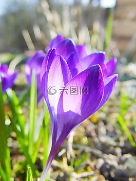 性質(zhì),花,廠