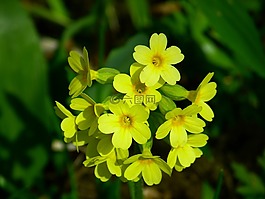 veris,花,黄色