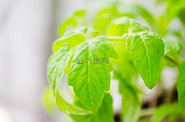 番茄植物,叶子,植物