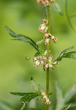 增長(zhǎng),植物,花