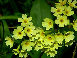 veris,花,黄色