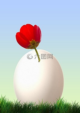 關(guān)于,郁金香,雞蛋