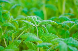 番茄植物,叶子,植物