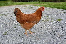 母雞,蛋雞,國內動物