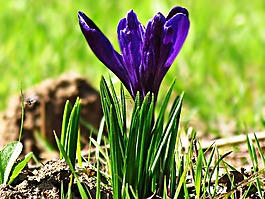花,krokus,春