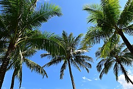 棕櫚樹(shù),海,海灘