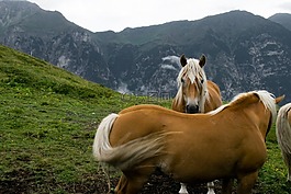 haflinger,馬,草案馬