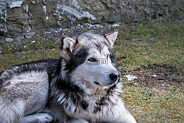 狗,alija?sky 阿拉斯加雪橇犬,動(dòng)物