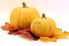 南瓜,葉子,萬圣節(jié)