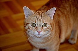 貓,mieze,動物
