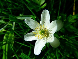 木海葵,开花,hahnenfußgewächs