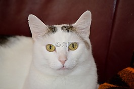 貓,mieze,動物