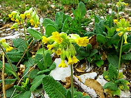 veris,花,黄色