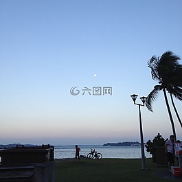 晚上,天空,椰子